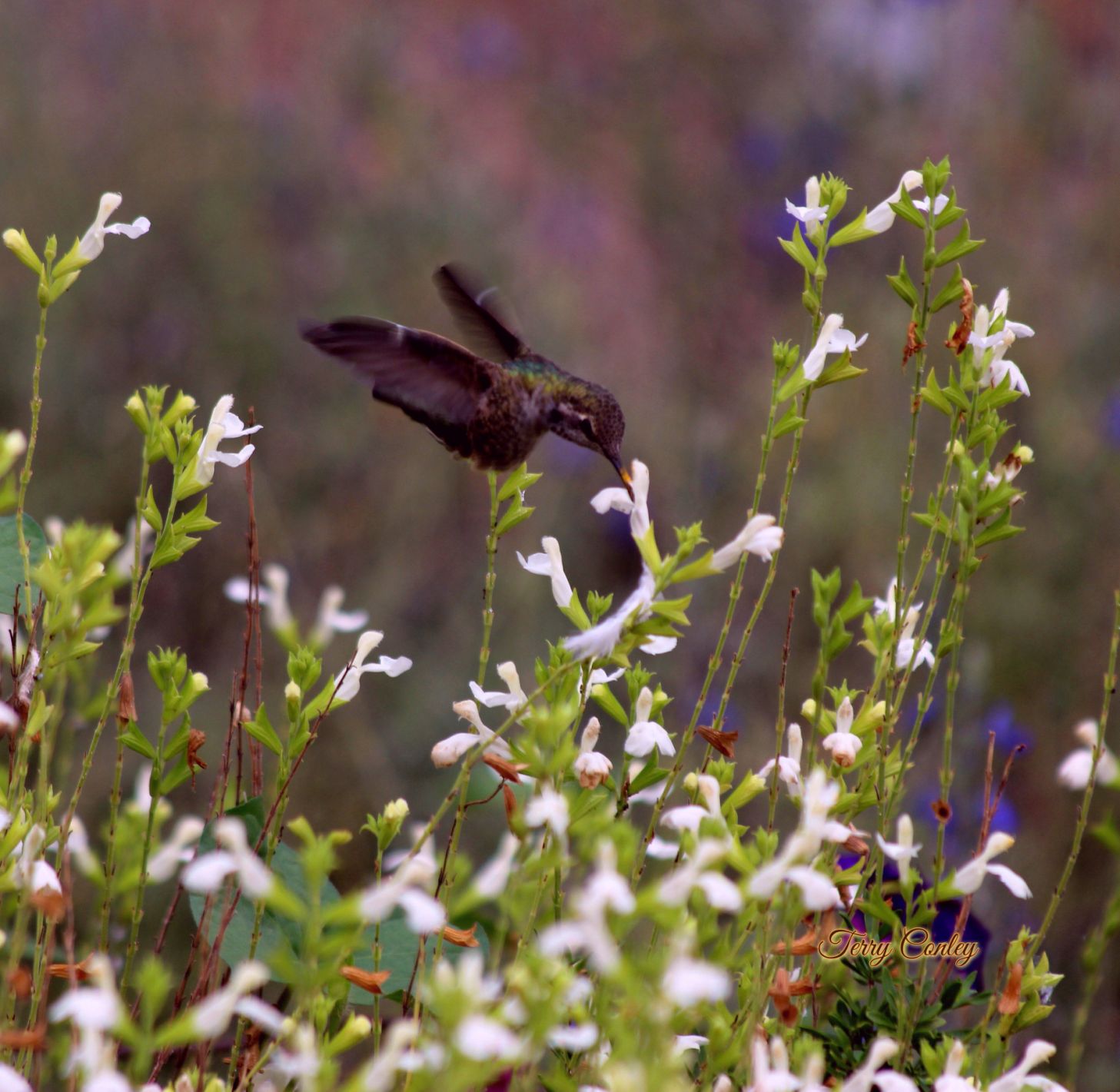 Hummingbirds